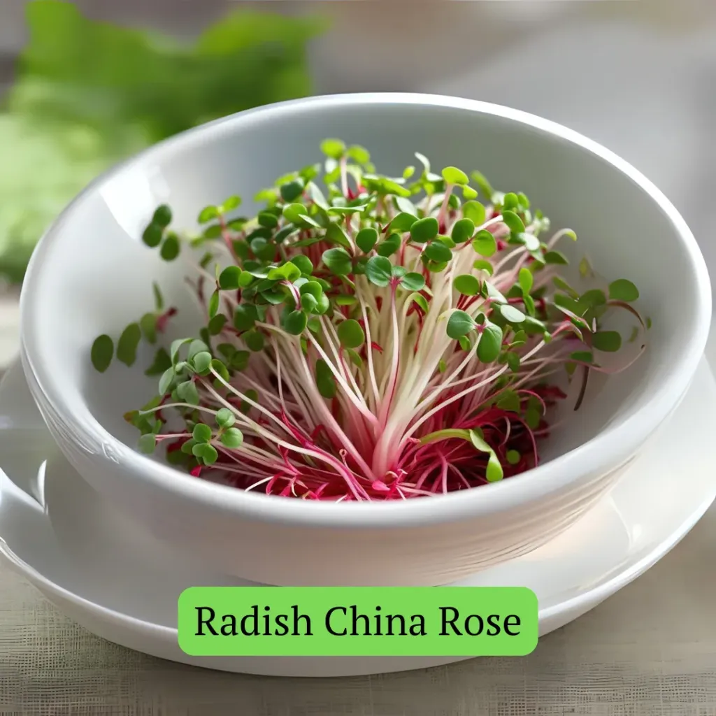 [Delivery_007] Radish China Rose(80-90gms)