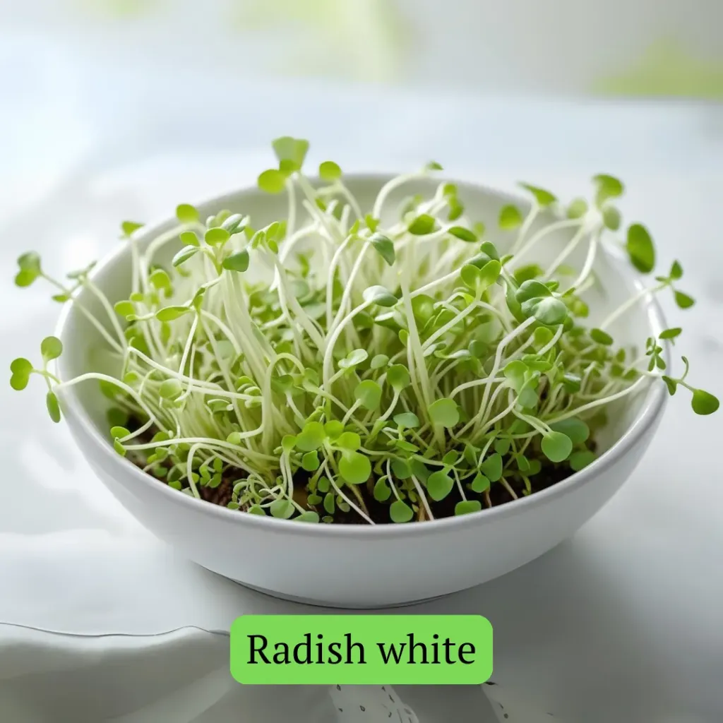 Radish white