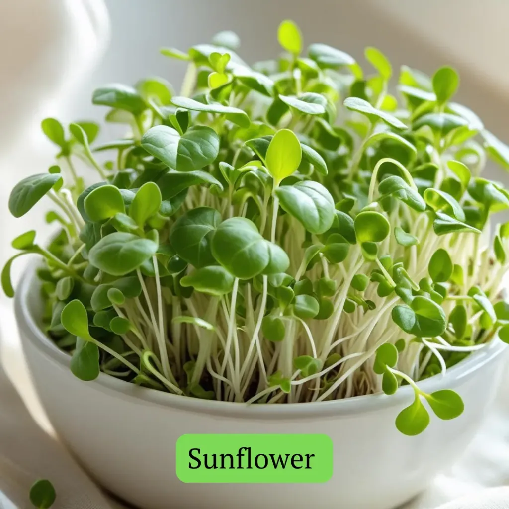 Sunflower (80-90gms)