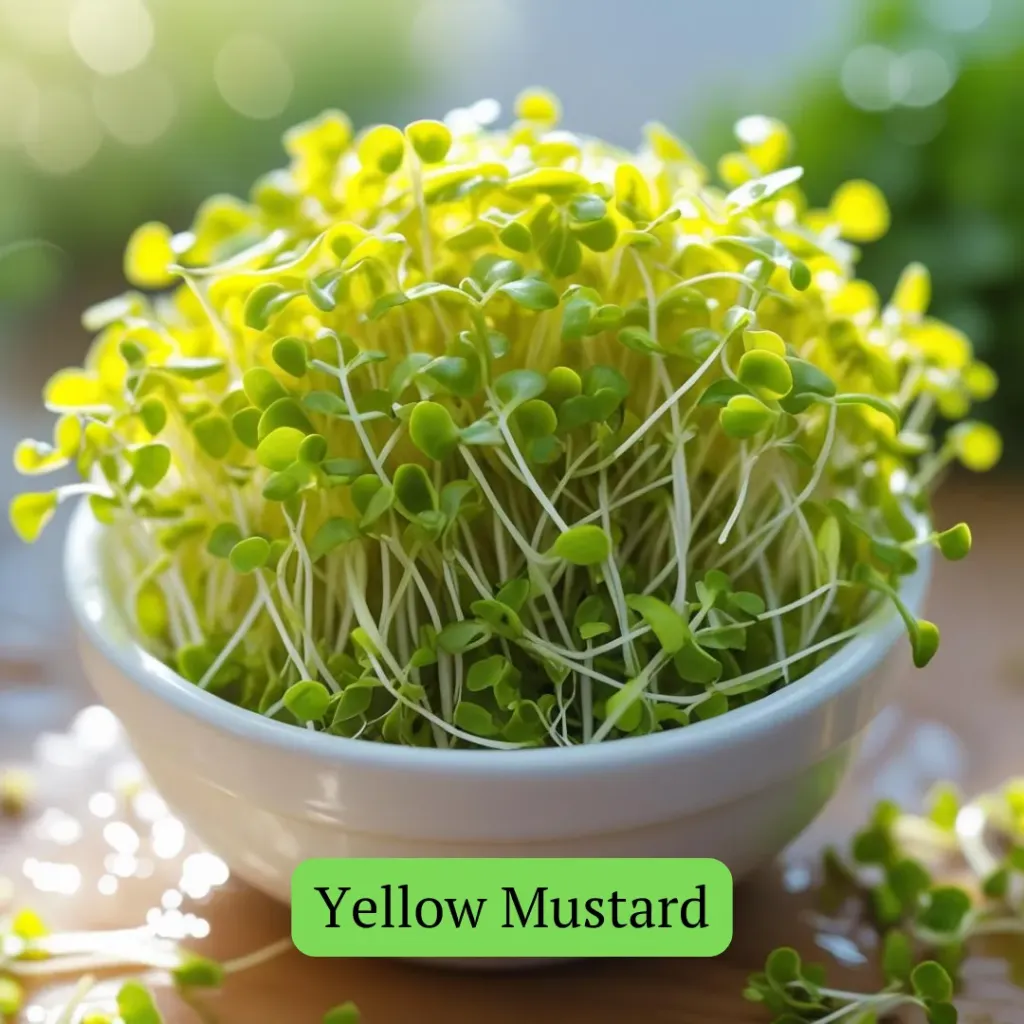Yellow Mustard