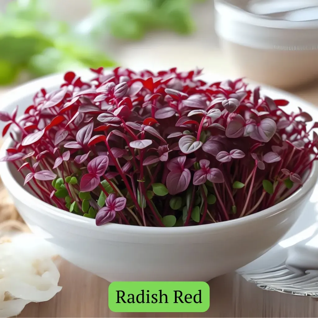 Radish Red