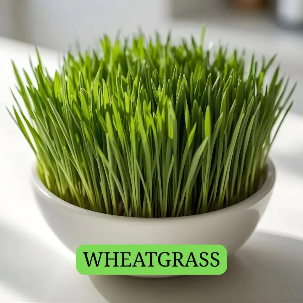 Wheatgrass(80-90gms)