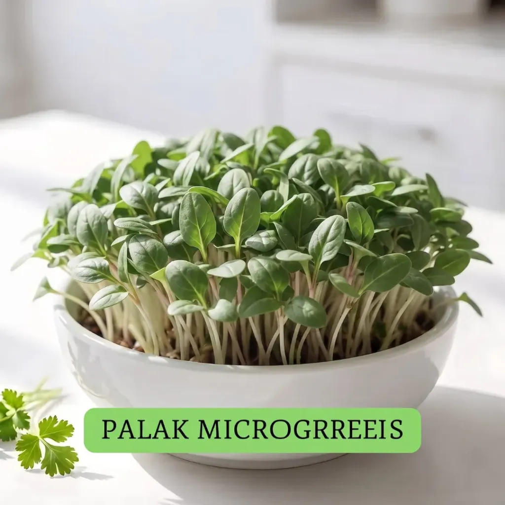 Palak
