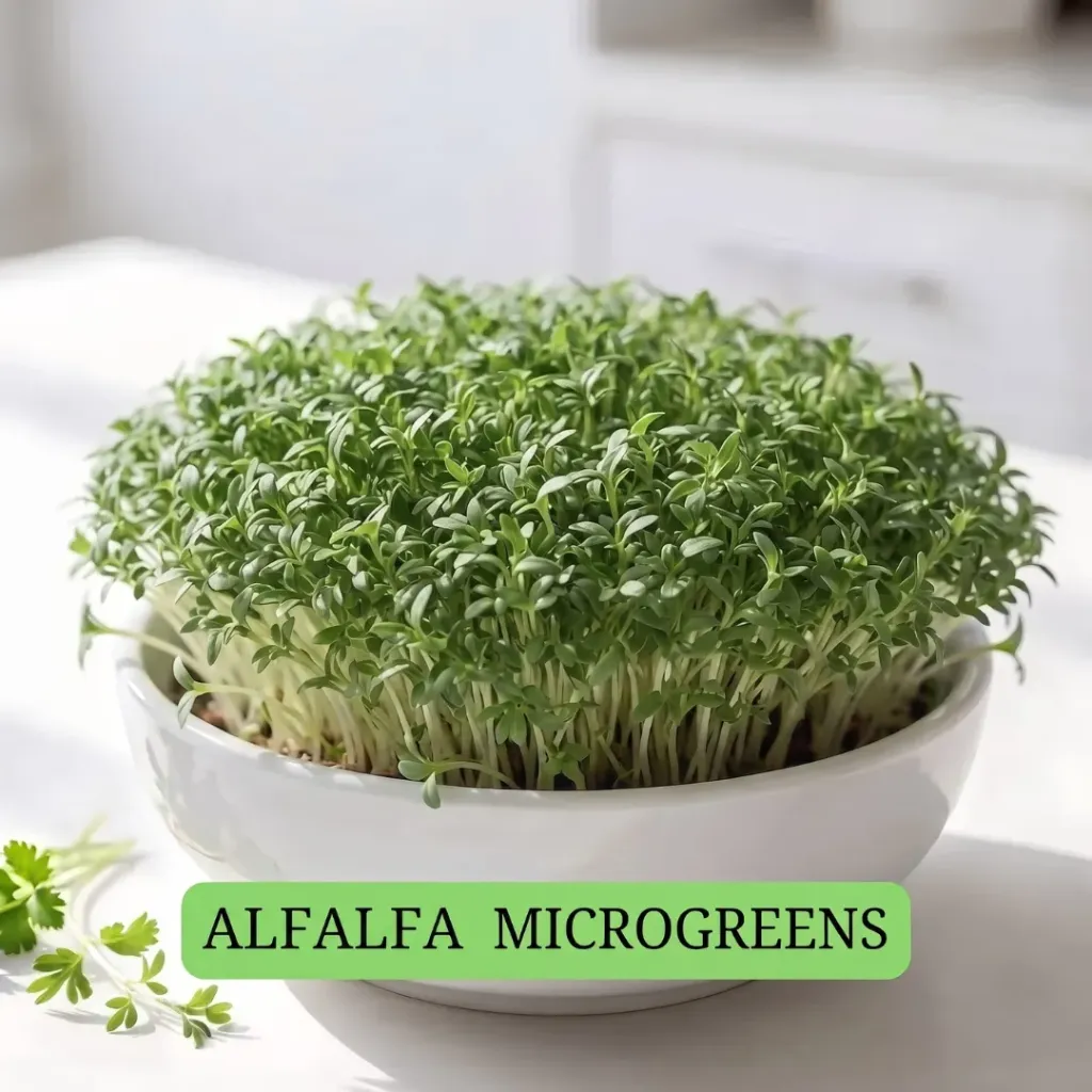 Alfalfa