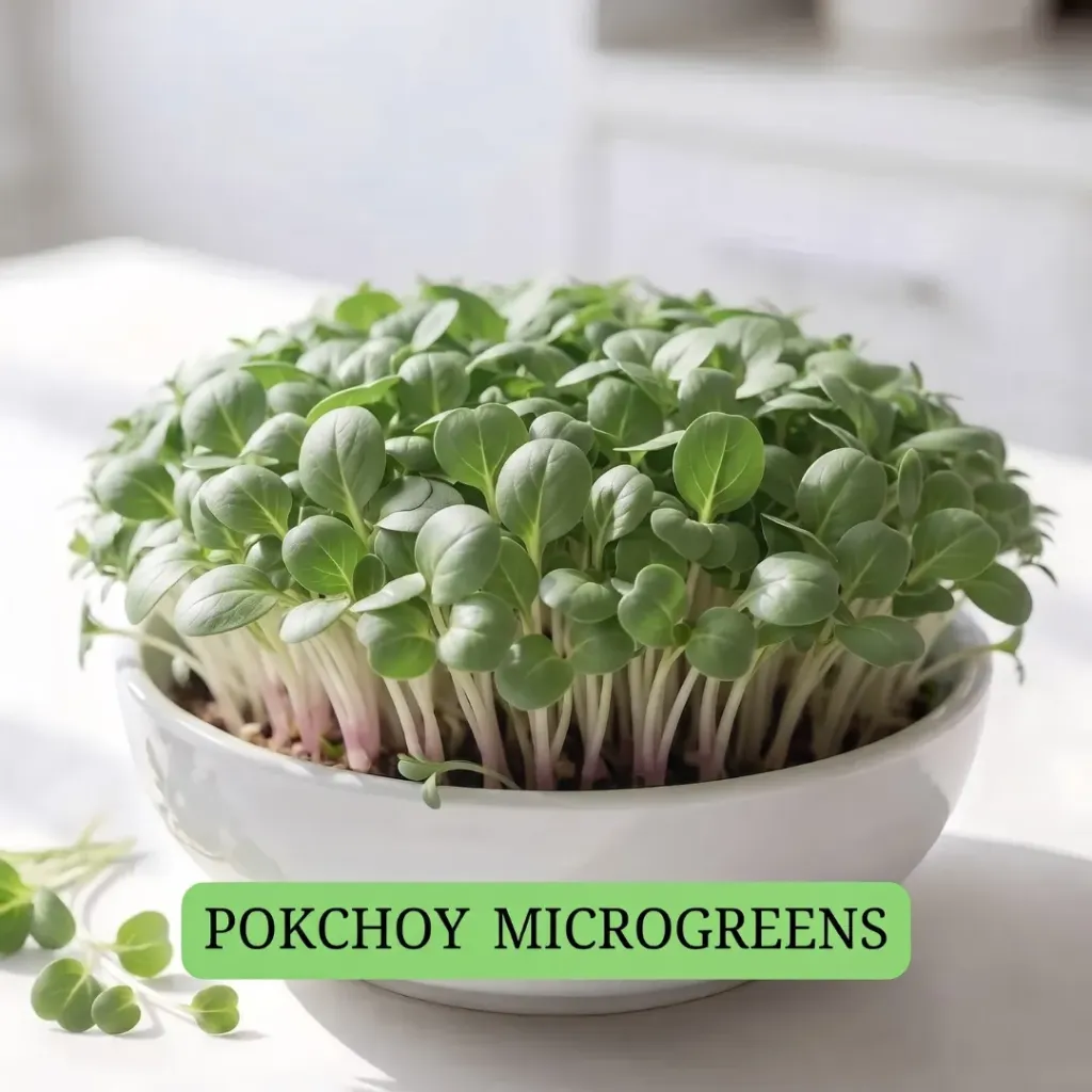 Pokchoy